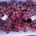 fresh new crop chinese red globe grape Excellent quality delicious red grape